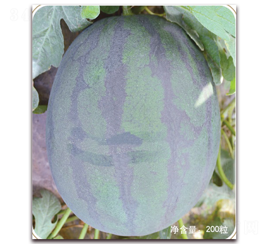 ��������-���ϷN��-���S�N�I(y��)