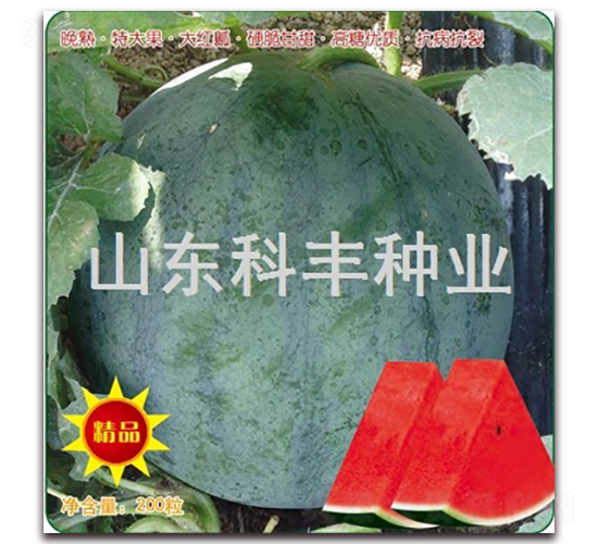 ɽ����1852-���ϷN��-���S�N�I(y��)