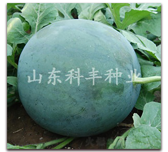 �ڻ��o��-���ϷN��-���S�N�I(y��)