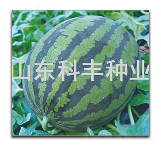 ����һ̖-���ϷN��-���S�N�I(y��)