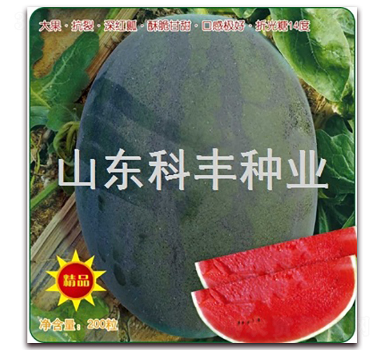 ������̖-���ϷN��-���S�N�I(y��)