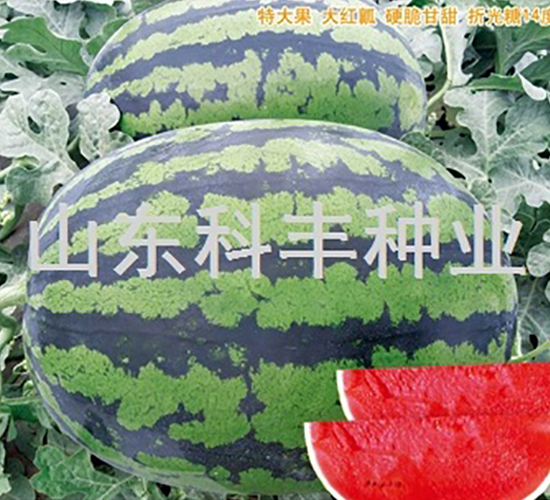 ��������-���ϷN��-���S�N�I(y��)