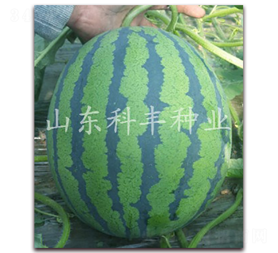 ɽ��������̖(h��o)-���ϷN��-���S�N�I(y��)