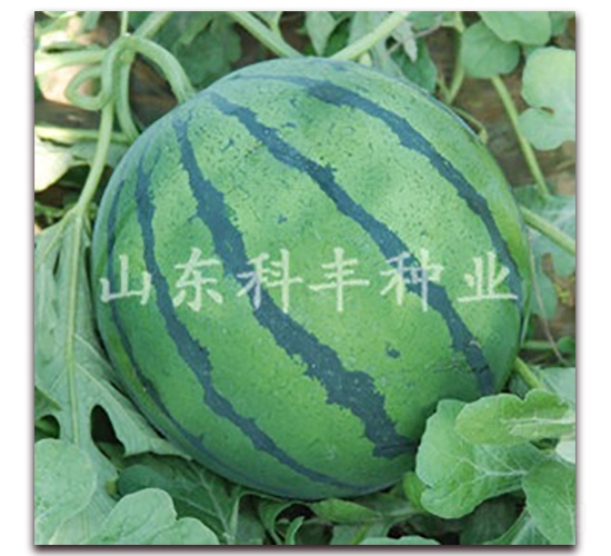 ��������-���ϷN��-���S�N�I(y��)