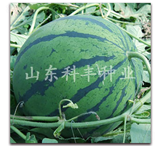 �OƷ����-���ϷN��-���S�N�I(y��)