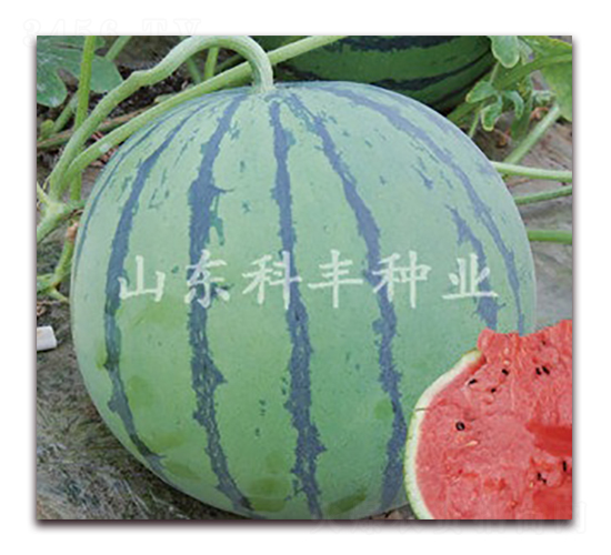 ����8424-���ϷN��-���S�N�I(y��)