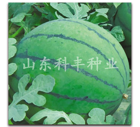 ɽ������-���ϷN��-���S�N�I(y��)