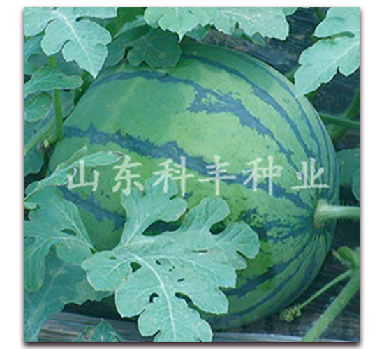 ɽ���S��-���ϷN��-���S�N�I(y��)