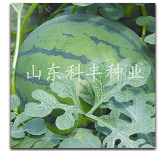 ɽ������-���ϷN��-���S�N�I(y��)