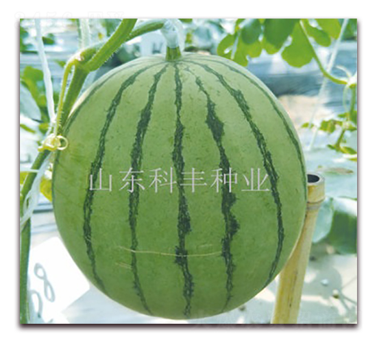 ����200-���ϷN��-���S�N�I(y��)