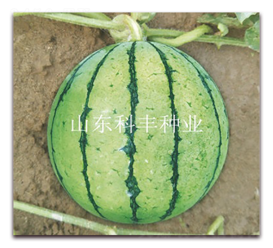 ����160-���ϷN��-���S�N�I(y��)