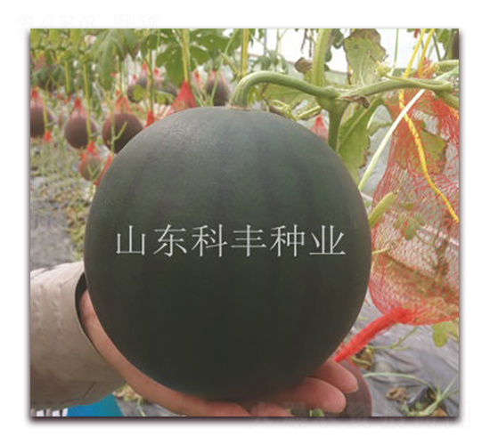 �ی�200-���ϷN��-���S�N�I(y��)