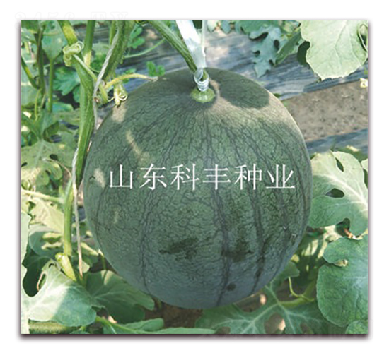 �ی�160-���ϷN��-���S�N�I(y��)