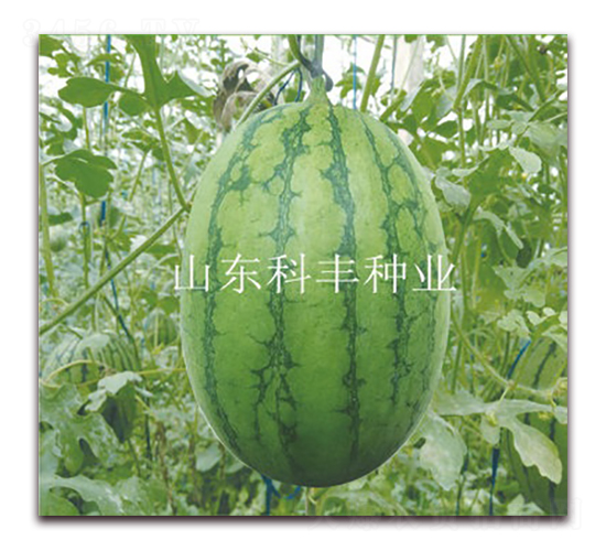 �ᭇ180-���ϷN��-���S�N�I(y��)