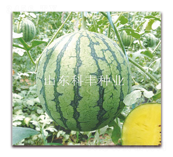 �S����-���ϷN��-���S�N�I(y��)