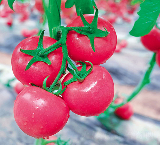 ����30-���ѷN��-�Έ@����