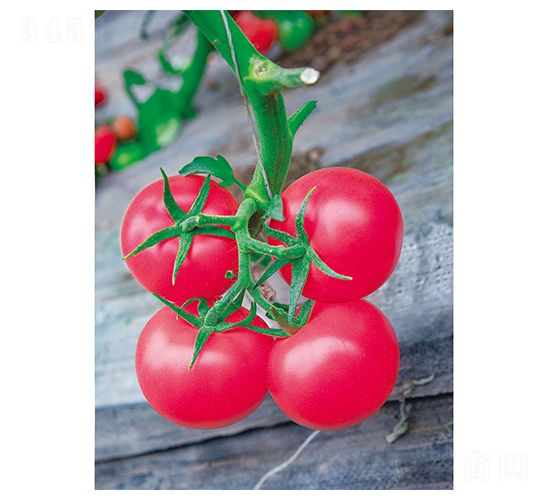 ����29-���ѷN��-�Έ@����