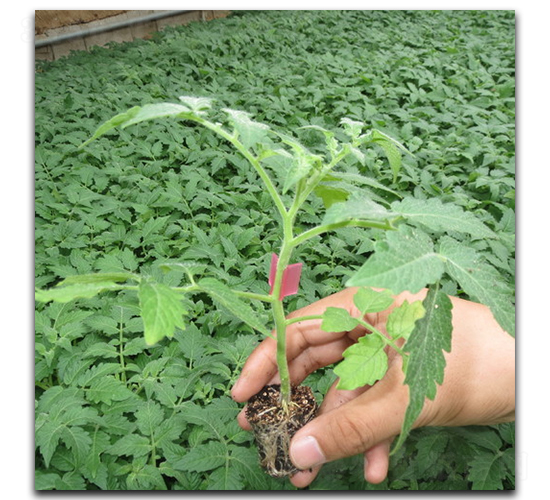 ������ľ��̖(h��o)-���ѷN��