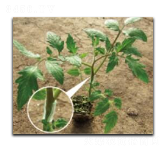 ������ľ��̖-���ѷN��