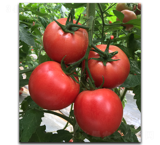 ����1828-���ѷN��