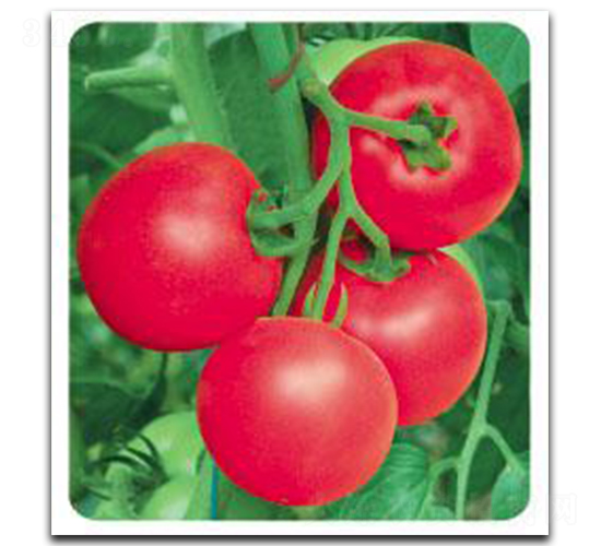 ����1605-���ѷN��