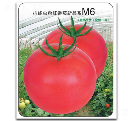 ����M6-���ѷN��