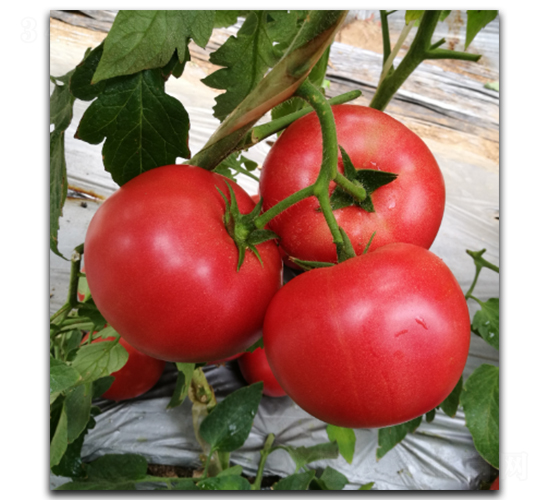 ����M7-���ѷN��