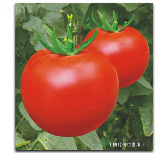 ��TY��M215��-���ѷN��