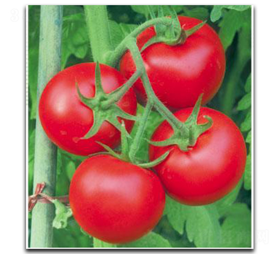 ����11̖-���ѷN��