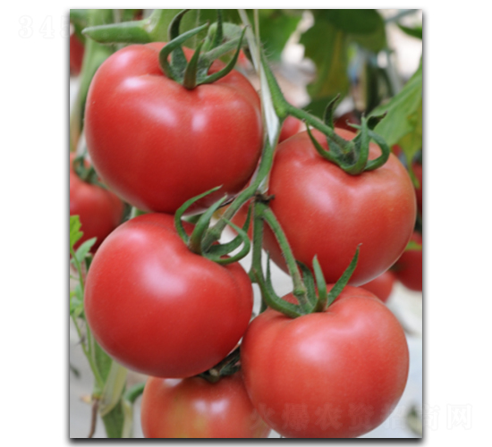 ������ʢ-���ѷN��