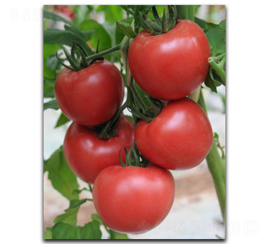 ����9̖(h��o)-���ѷN��