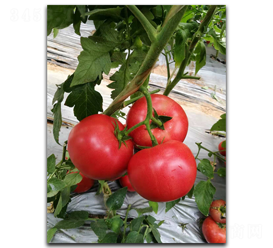 ����M708-���ѷN��