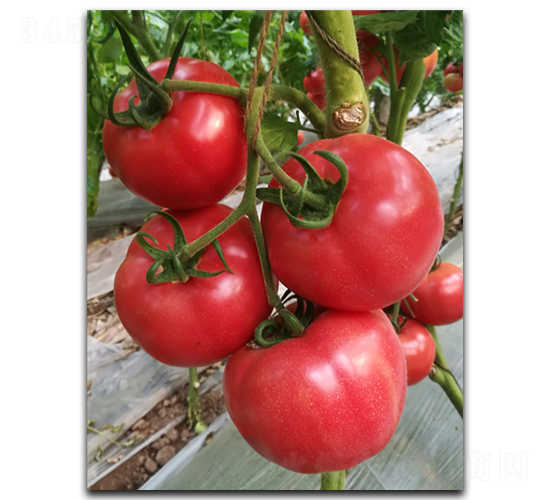 ����1729-���ѷN��