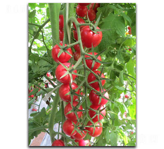 ����19̖-���ѷN��