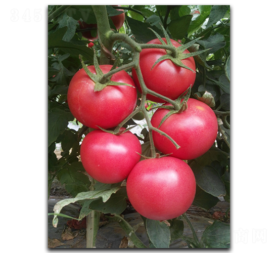 ����236-���ѷN��