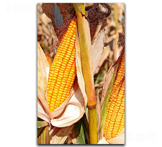 ¡��3̖-���׷N��