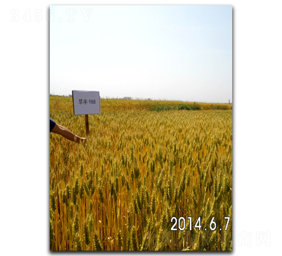 ����988-С���N��