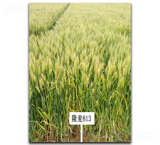 ¡��813-С���N��