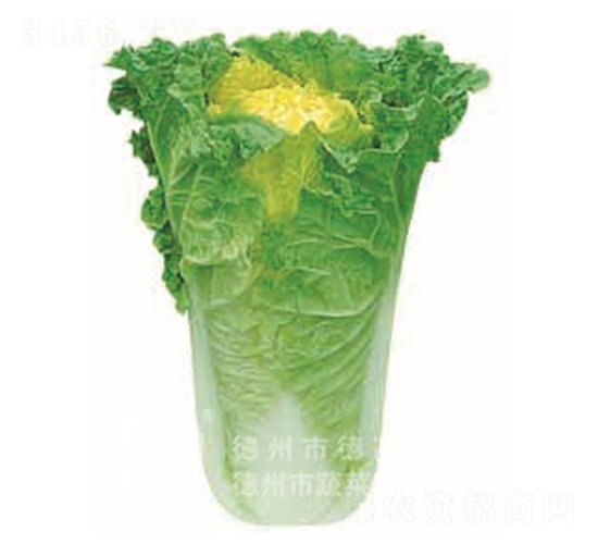 ��ʰ�-�S�İײ˷N��-�¸�