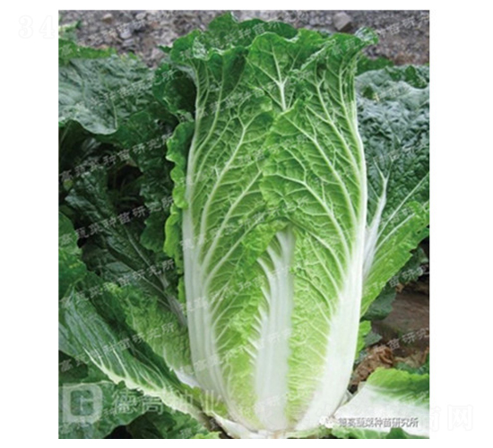 ��140-��ײ˷N��-�¸�