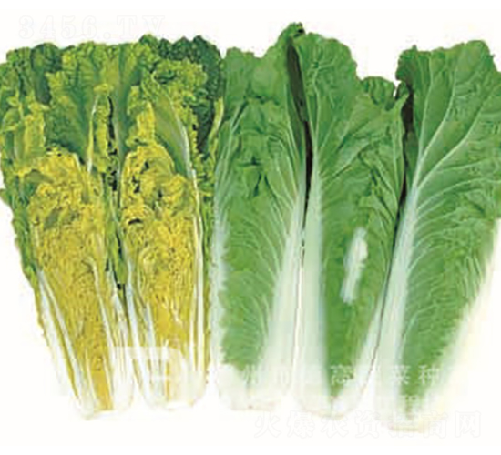 ����1̖-��ײ˷N��-�¸�