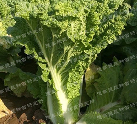 ���O��3̖-��ײ˷N��-�¸�