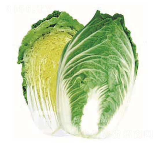 �¸ߴ�-��ײ˷N��-�¸�