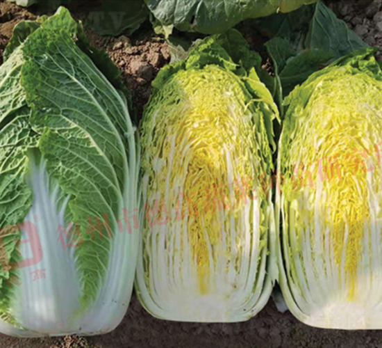 �¸�29-��ײ˷N��-�¸�