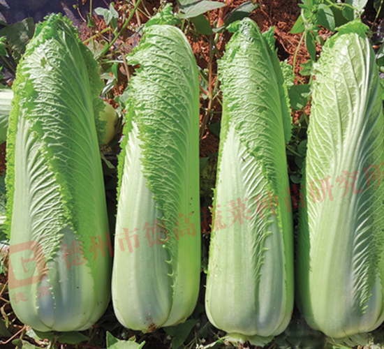 ��ѿ�B��-����-��ײ˷N��-�¸�