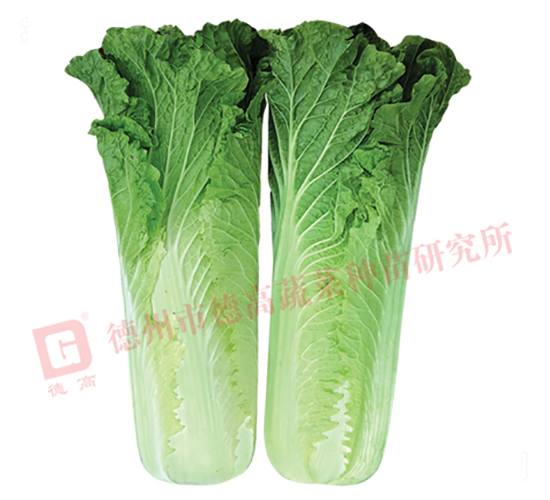 �����[���ײ�-CR359-��ײ˷N��-�¸�