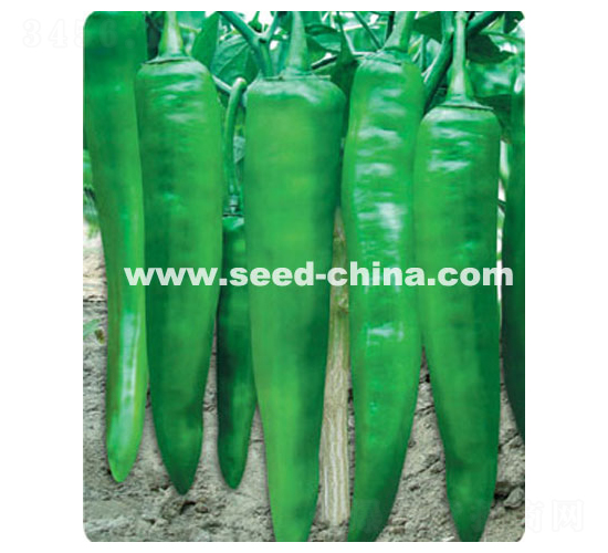 �����L��-�����N��-���·N�I(y��)