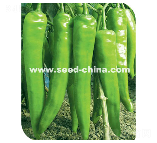 ����505-�����N��-���·N�I(y��)