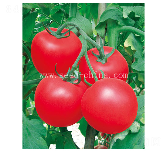 ������-���ѷN��-���·N�I(y��)