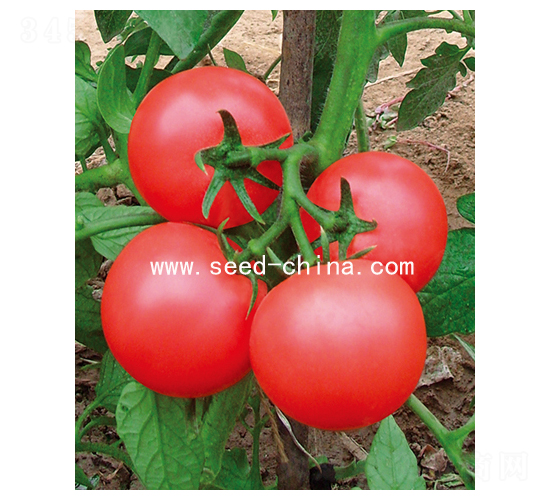 ����-���ѷN��-���·N�I(y��)